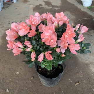 Cây hoa đỗ quyên màu hồng bán kính 30cm, bông hoa to đẹp rực rỡ, nhiều nụ, thích hợp trồng trang trí gia đình, nội thất