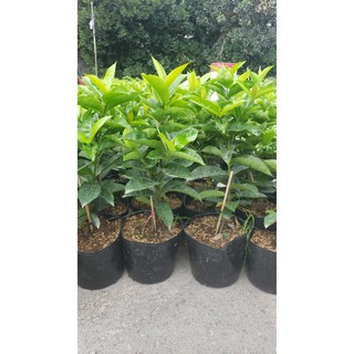 mỹ hồng 1 cốt