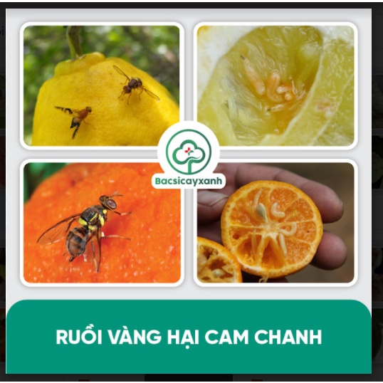 Diệt ruồi vàng hiệu quả BS03 -  Chuyên diệt, xua đuổi ruồi vàng, kiến, mối, nhện đỏ, rầy rệp các loại - 100ml