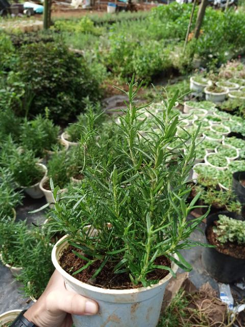 Cây hương thảo - Rosemary (cây lớn)