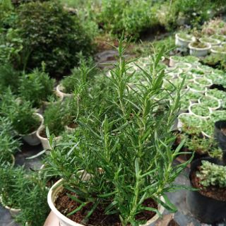 Cây hương thảo - Rosemary (cây lớn)