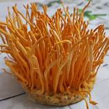 Đông Trùng Hạ Thảo sấy khô 100 gram.