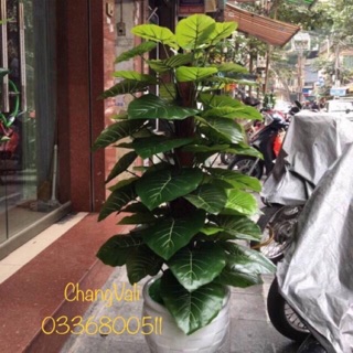 Cây trầu bà 1,6m 63 lá kèm chậu -cây giả