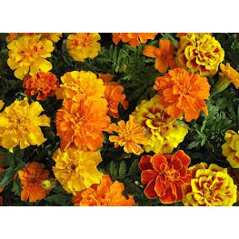 Hạt giống hoa Cúc Vạn Thọ Pháp mix - Cúc Vạn thọ Ban Mai mix