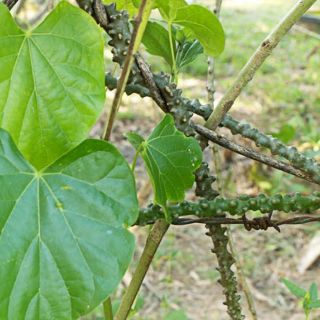 Dây thần thông phơi khô 1 ký