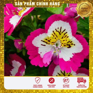 Hạt giống hoa bướm ca li f1 lucky seeds