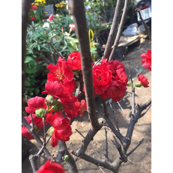 Mai đỏ nhật bản chuẩn sịn chơi tết