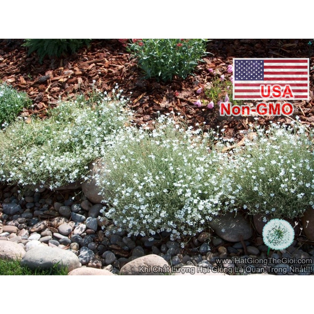 50h Hạt Giống Hoa Sát Đất Lâu Năm Chịu Hạn Xeriscape (C6.203| B20*V42)