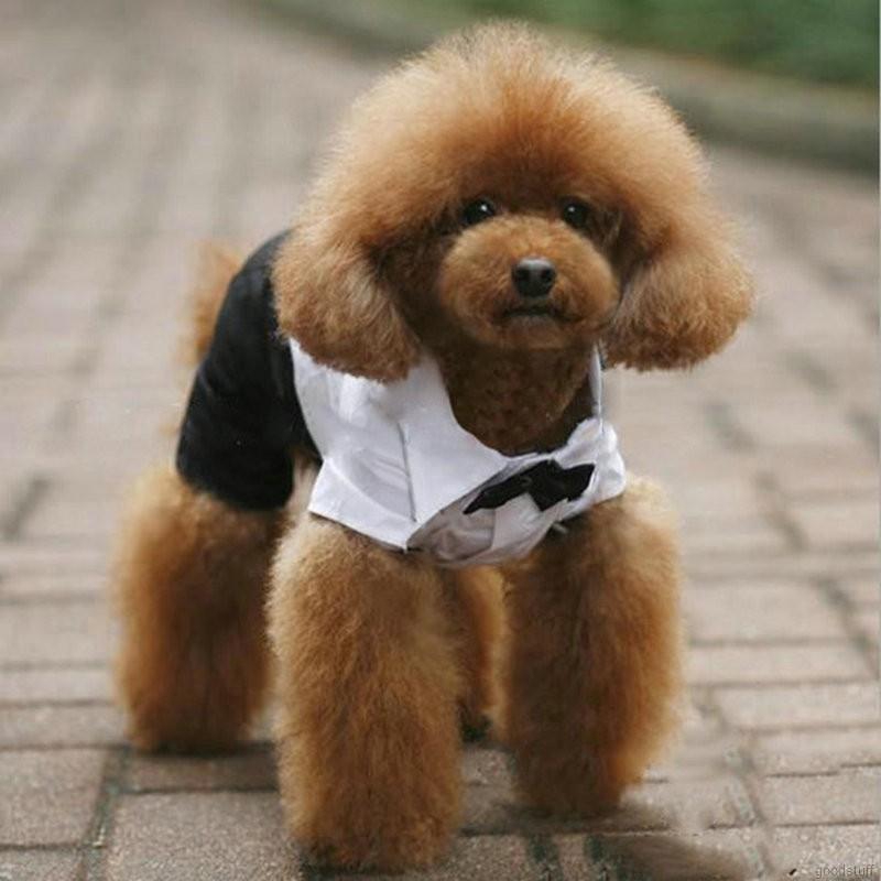 Aó liền quần cho chó nhỏ, Bộ tuxedo cho chó lớn, có nơ