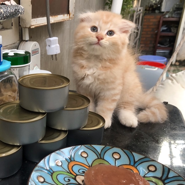 Combo 10 hộp Pate Cho Mèo, Chó