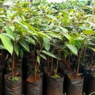 Cây giống sầu riêng ruột đỏ