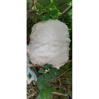 Len xù cuộn 100g