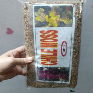 Dớn trắng Chile (dớn mềm trồng lan)