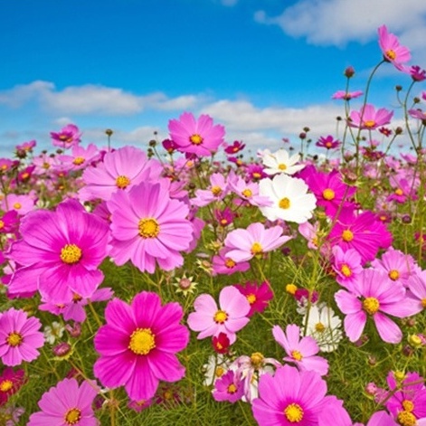 [1kg] Hạt Giống Hoa Sao Nhái Mix Đủ Màu