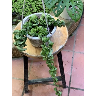 cẩm cù lá xoắn