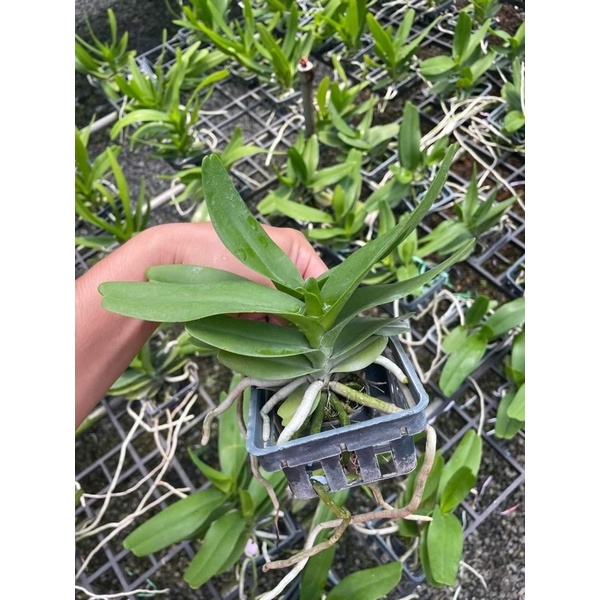 Lan Hoàng Nhạn Thái 4N Hoa Thơm