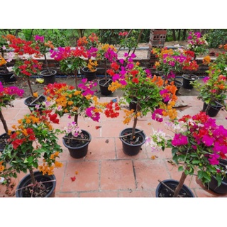 Cây Giống Hoa Giấy thái