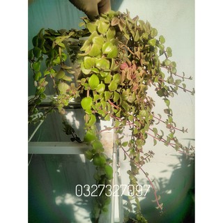 Chậu cây vảy rồng lên màu rực rỡ thích hợp trang trí ban công