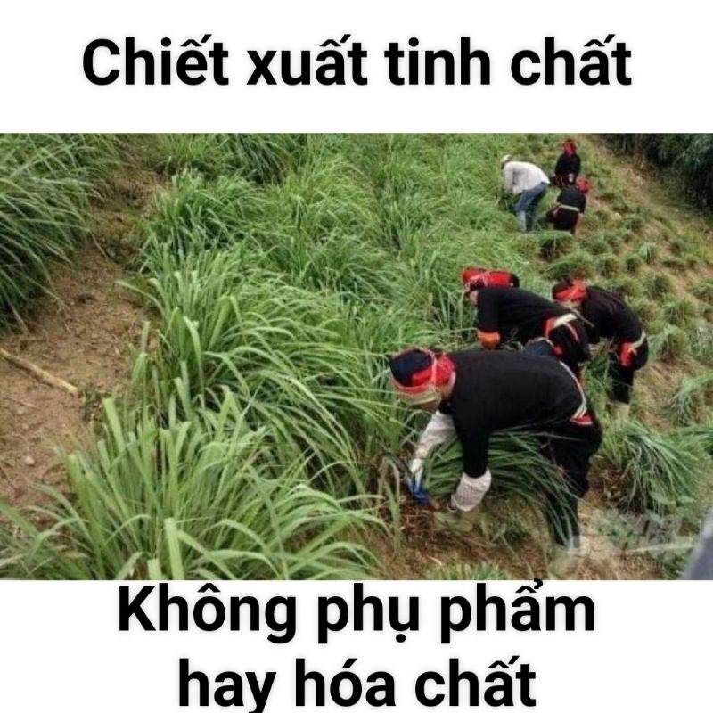 Tinh dầu xả chanh xịt phòng nguyên chất. Khử trùng chống ẩm mốc