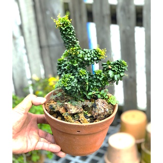 Chậu đất nung cây hoa Ngâu Tàu