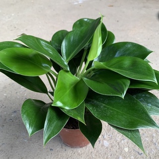 Trầu bà đế vương xanh size để bàn