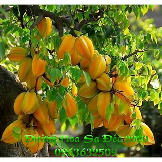 CÂY GIỐNG KHẾ NGỌT SIÊU TRÁI