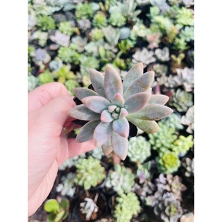 Sen đá pha lê size bầu 3-5 cm xuất vườn đà Lạt