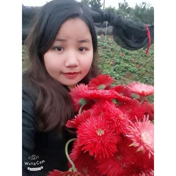 Cây hoa đồng tiền kép cổ ngày xưa