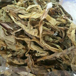 Cây trinh nữ hoàng cung 500g -1kg