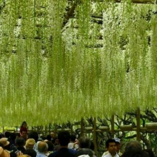 Hạt giống hoa tử đằng mix