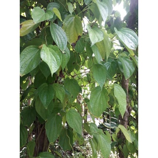 lá trầu không tươi 100g