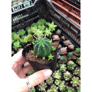 Sen đá size bầu