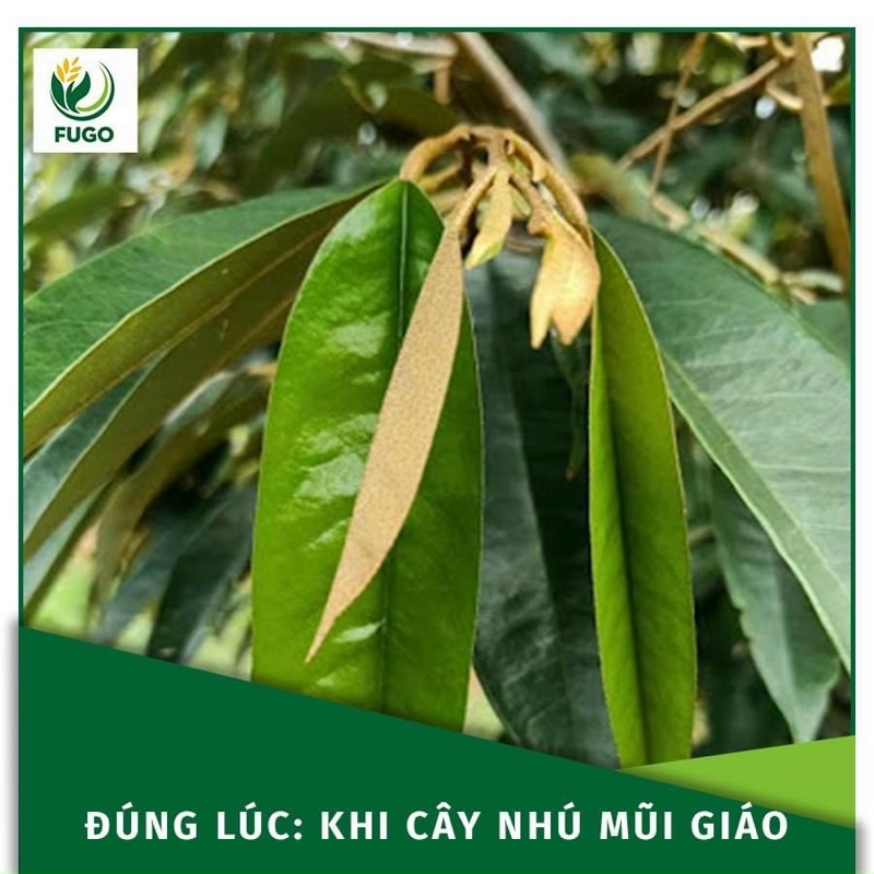 Hunter Rầy Sử dụng HUNTER RẦY có hoạt chất Acetamiprid: 10%, Imidacloprid: 20%.
