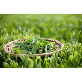 Tinh dầu thơm treo xe Hương Trà Xanh