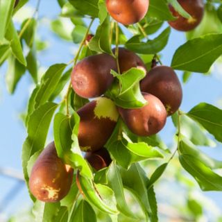 Cây giống hồng táo (làm thuốc)