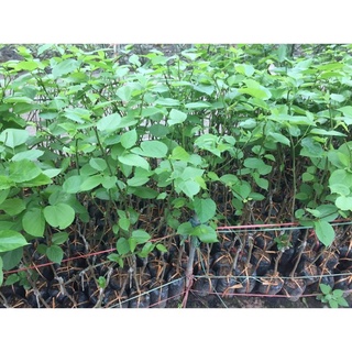 Cây Giống Dâu Quả Siêu Dài
