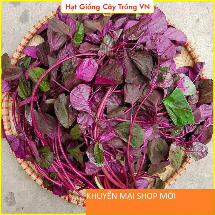 Hạt giống Rau Dền Đỏ Dễ Trồng - Gói 20 Gram khuyến mại shop mới