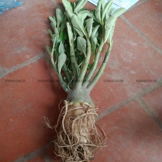 HOA SỨ THÁI