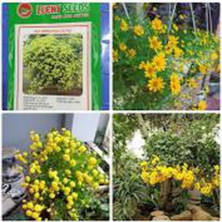 HẠT GIỐNG HOA CÚC RỦ GÓI 50 HẠT