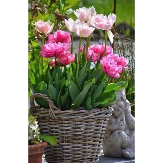 Củ hoa tuylip HOA TẾT