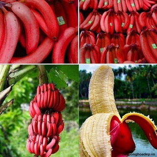 Cây giống Chuối Đỏ Dacca (cấy mô chuẩn giống cây trồng)