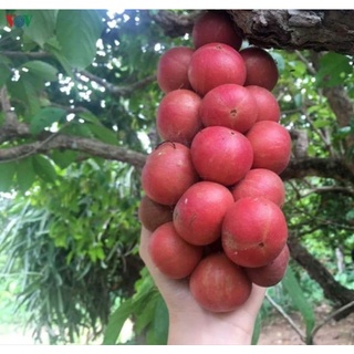 Com bo 2 Dâu da đỏ cao 15.20cm cây vụ mới