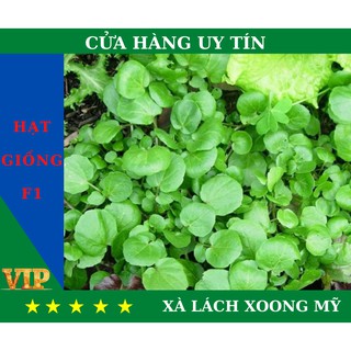  Hạt Giống XÀ LÁCH XOONG MỸ Năng Suất, Dinh Dưỡng Cao - MUA 4 TẶNG 1