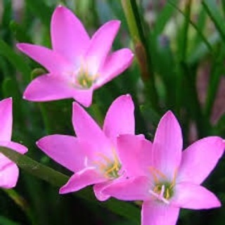 Hoa Huệ mưa hồng 10 củ