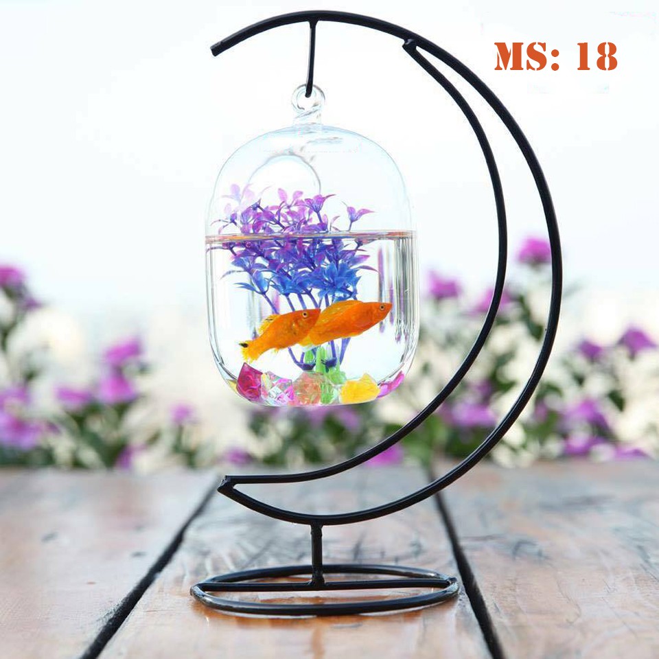 Bể cá mini - Cung trăng,Bình dưa