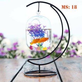 Bể cá mini - Cung trăng,Bình dưa