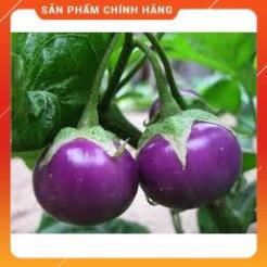 HẠT GIỐNG CÀ BÁT TÍM CAO SẢN