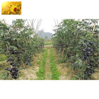 Hạt Giống Cà Chua Đen Siêu Quả (20 Hạt)