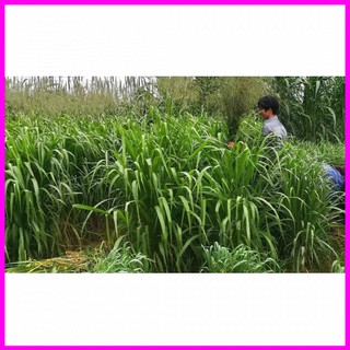 1kg Cỏ Mombasa Ghine Cỏ Sả Lá Lớn - Mina Shop