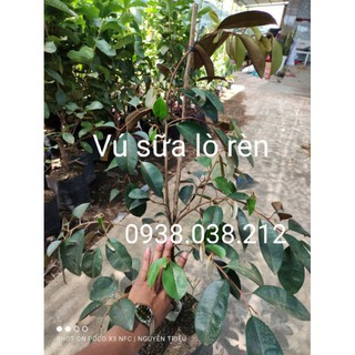 CÂY GIỐNG VÚ SỮA LÒ RÈN